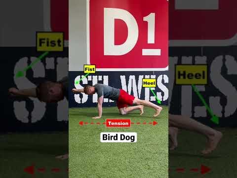 McGill Big 3 - Tập luyện an toàn cho lưng