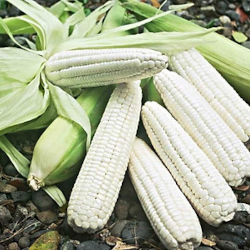 Giới thiệu Bắp ngô