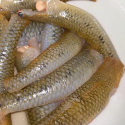 Giới thiệu Cá Bống