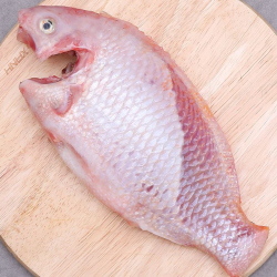 Giới thiệu Cá Diêu hồng