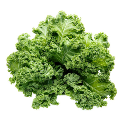 Giới thiệu Cải Xoăn (Kale)