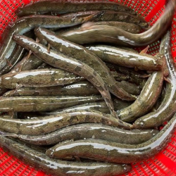 Giới thiệu Cá Kèo