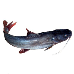 Giới thiệu Cá Lăng