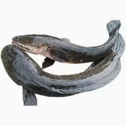 Giới thiệu Cá Lóc