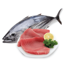 Giới thiệu Cá Ngừ