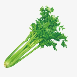 Giới thiệu Cần tây