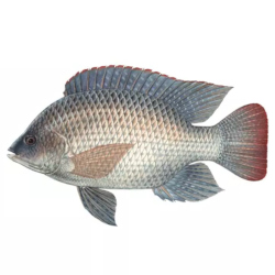 Giới thiệu Cá Rô