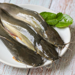 Giới thiệu Cá Trê