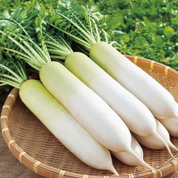 Giới thiệu Củ Cải trắng