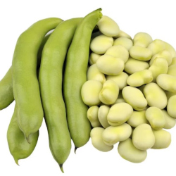 Giới thiệu Đậu fava