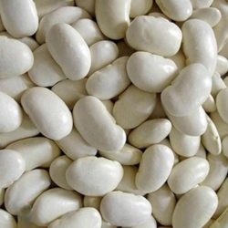 Giới thiệu Đậu trắng