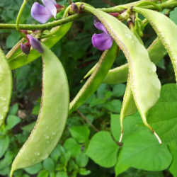 Giới thiệu Đậu Ván