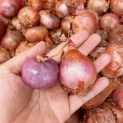 Giới thiệu Hành