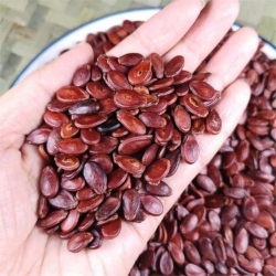 Giới thiệu Hạt Dưa hấu
