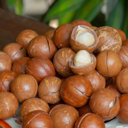 Giới thiệu Hạt Mắc ca