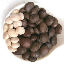 Giới thiệu Hạt Sachi