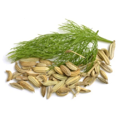 Giới thiệu Hạt Thì là