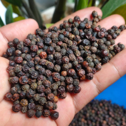 Giới thiệu Hạt Tiêu