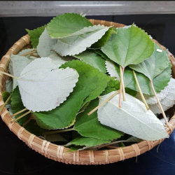 Giới thiệu Lá Gai