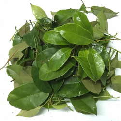 Giới thiệu Lá Giang