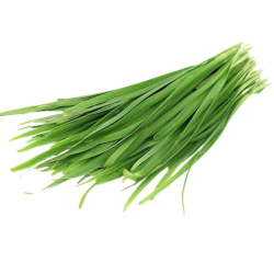 Giới thiệu Lá Hẹ