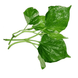 Giới thiệu Lá lốt