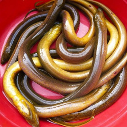 Giới thiệu Lươn