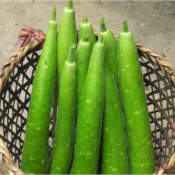 Giới thiệu Quả Bầu