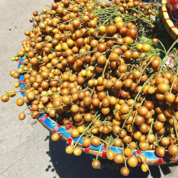 Giới thiệu Quả Hồng Bì