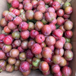 Giới thiệu Quả Mận