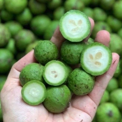 Giới thiệu Quả Sấu