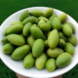Giới thiệu Quả Trám trắng