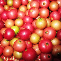 Giới thiệu Quả Trứng Cá