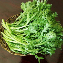 Giới thiệu Rau Cải cúc