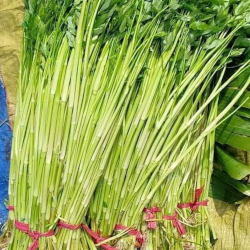 Giới thiệu Rau Cần nước