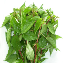 Giới thiệu Rau Đay