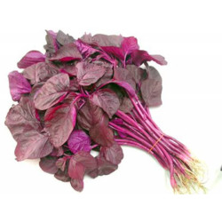 Giới thiệu Rau Dền