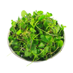 Giới thiệu Rau Má