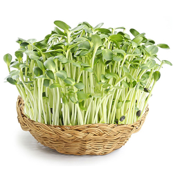 Giới thiệu Rau mầm