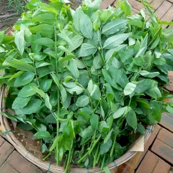 Giới thiệu Rau Ngót
