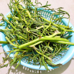 Giới thiệu Rau Nhút