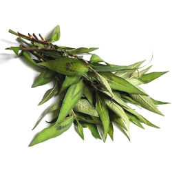 Giới thiệu Rau Răm