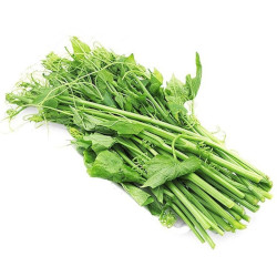 Giới thiệu Rau Su su