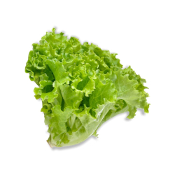Giới thiệu Rau Xà lách