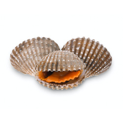 Giới thiệu Sò huyết