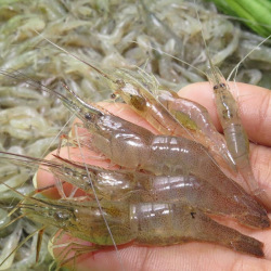 Giới thiệu Tép