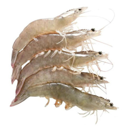 Giới thiệu Tôm